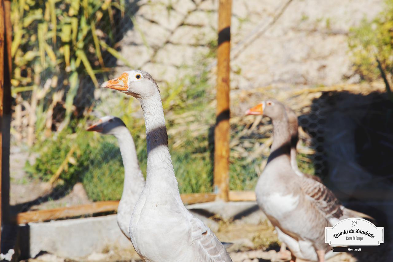 فندق Quinta Da Saudade بونتي دي سور المظهر الخارجي الصورة